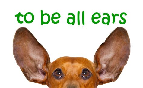 All Ears English Podcast receives more than 8 million global monthly downloads. Why sponsor All Ears English? Global Reach: All Ears English has been downloaded more than 150 million times since launch in 2013 Geotargeting: We can serve your ads to selected geographies depending on your advertising goals Top-ranked Podcast: